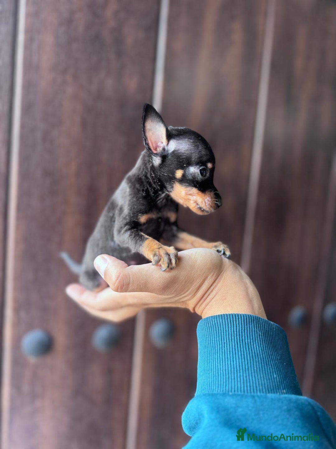 Pinscher Miniatura perros en venta: MINI PINSCHER MUNIATURA - Anuncio 16