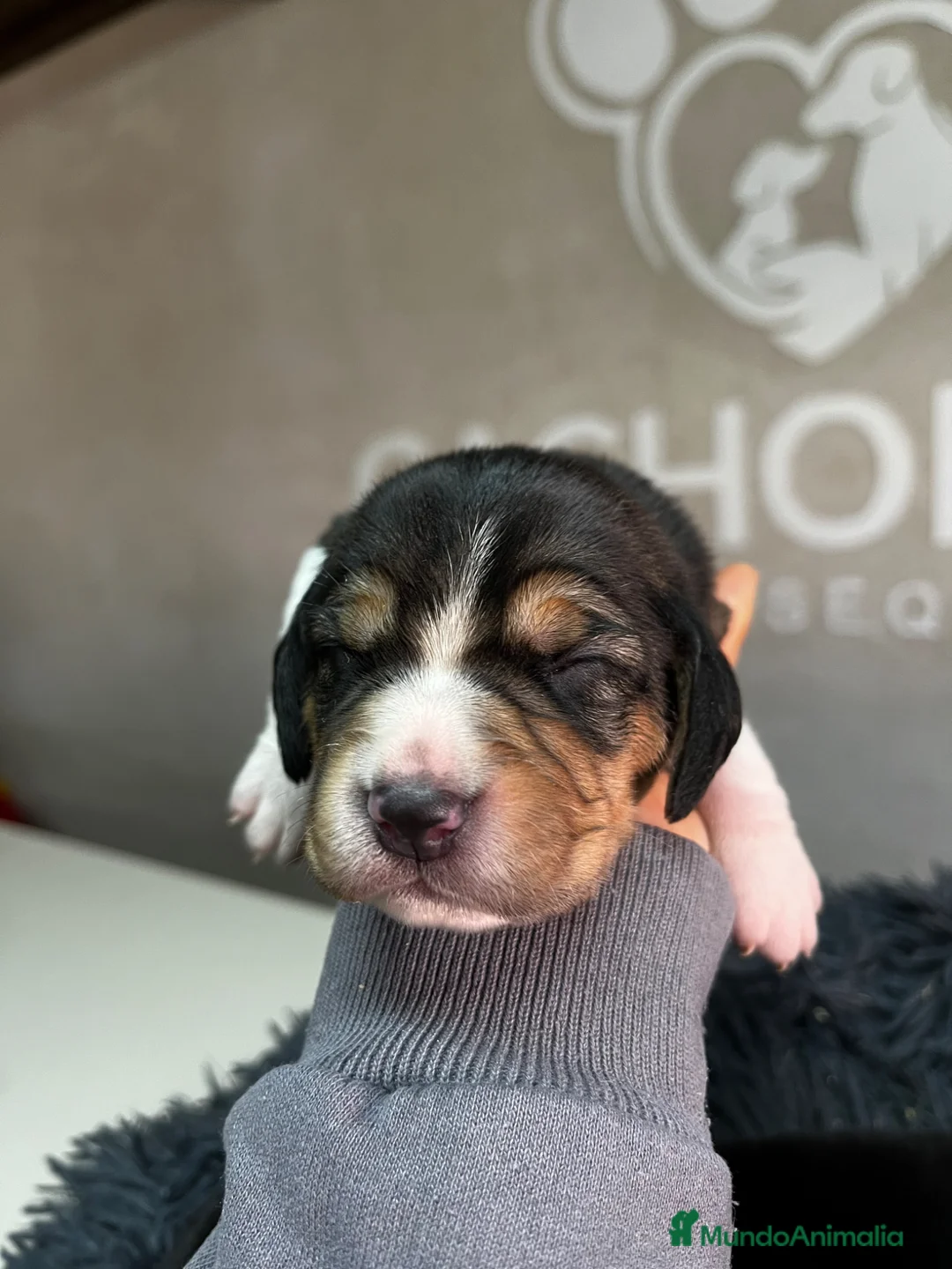 Beagle perros en venta: Beagle  - Anuncio 2