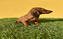 Teckel Miniatura perros en venta: Teckel miniatura merle chocolate diluido - Imagen 5