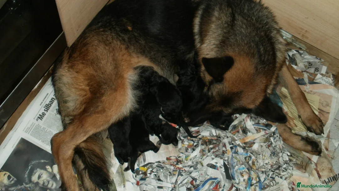 Pastor Alemán perros en venta: Excelentes cachorros de Pastor Aleman  - Anuncio 12