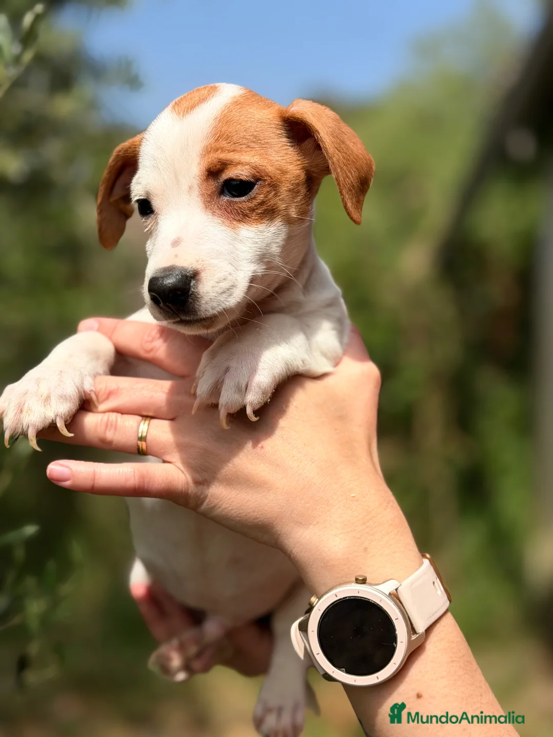 Jack Russell Terrier perros en venta: Jack Russell bicolor  - Anuncio 2