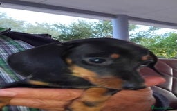 Teckel Miniatura perros en venta: Cachorra teckel miniatura negro y fuego  - Imagen 1