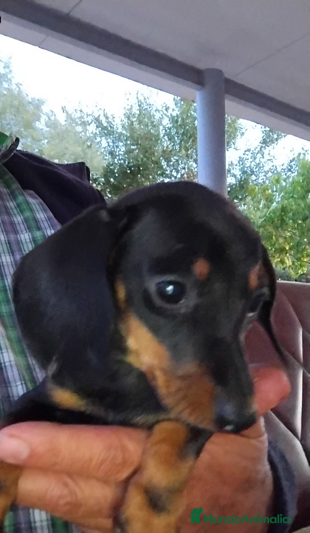 Teckel Miniatura perros en venta: Cachorra teckel miniatura negro y fuego  - Imagen 1