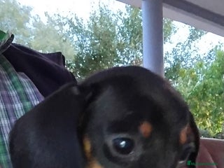 Teckel Miniatura perros - Anuncio 1