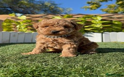 Caniche Toy perros en venta: CANICHE TOY MACHO - Anuncio 19