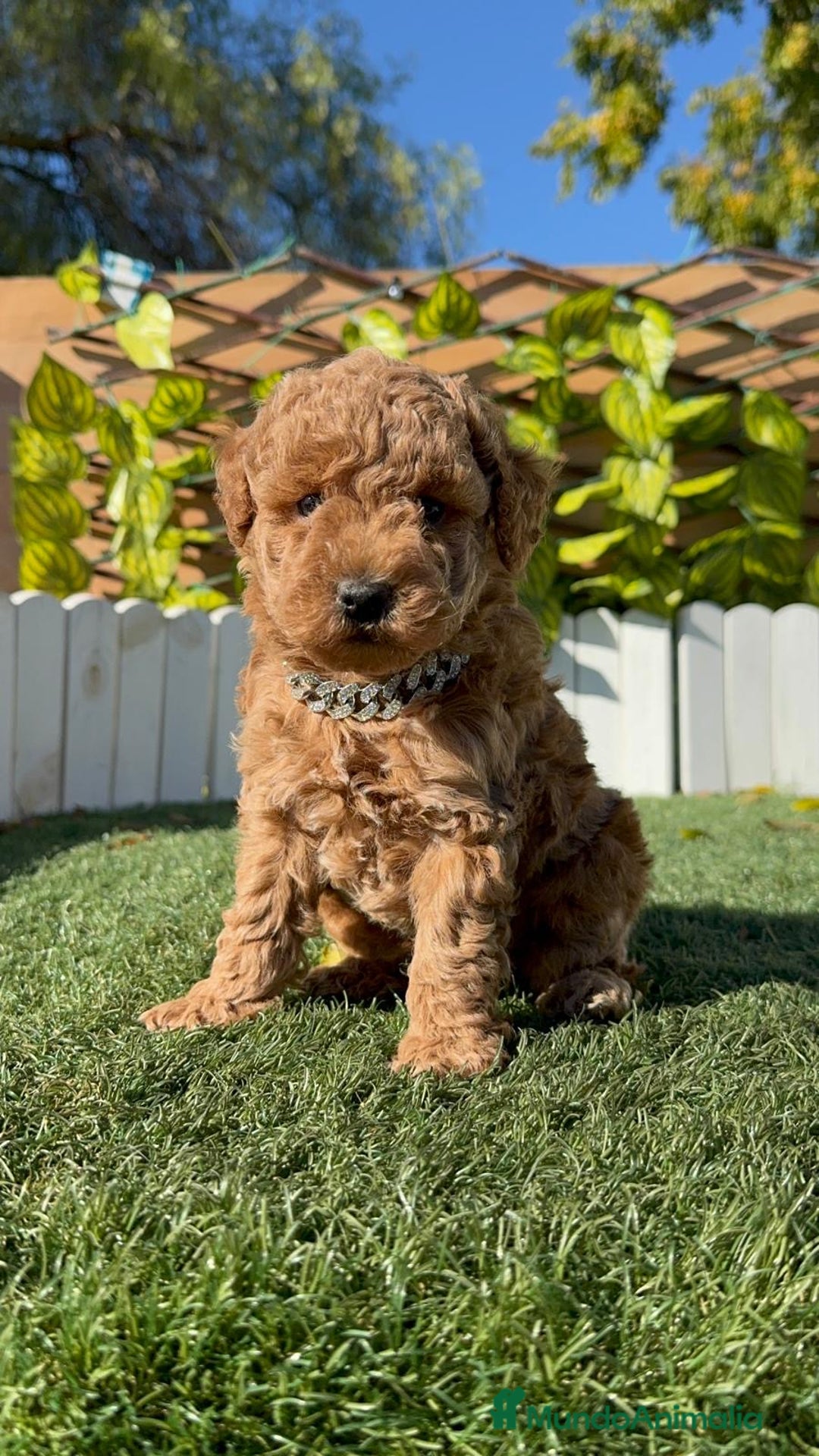 Caniche Toy perros en venta: CANICHE TOY MACHO - Anuncio 19