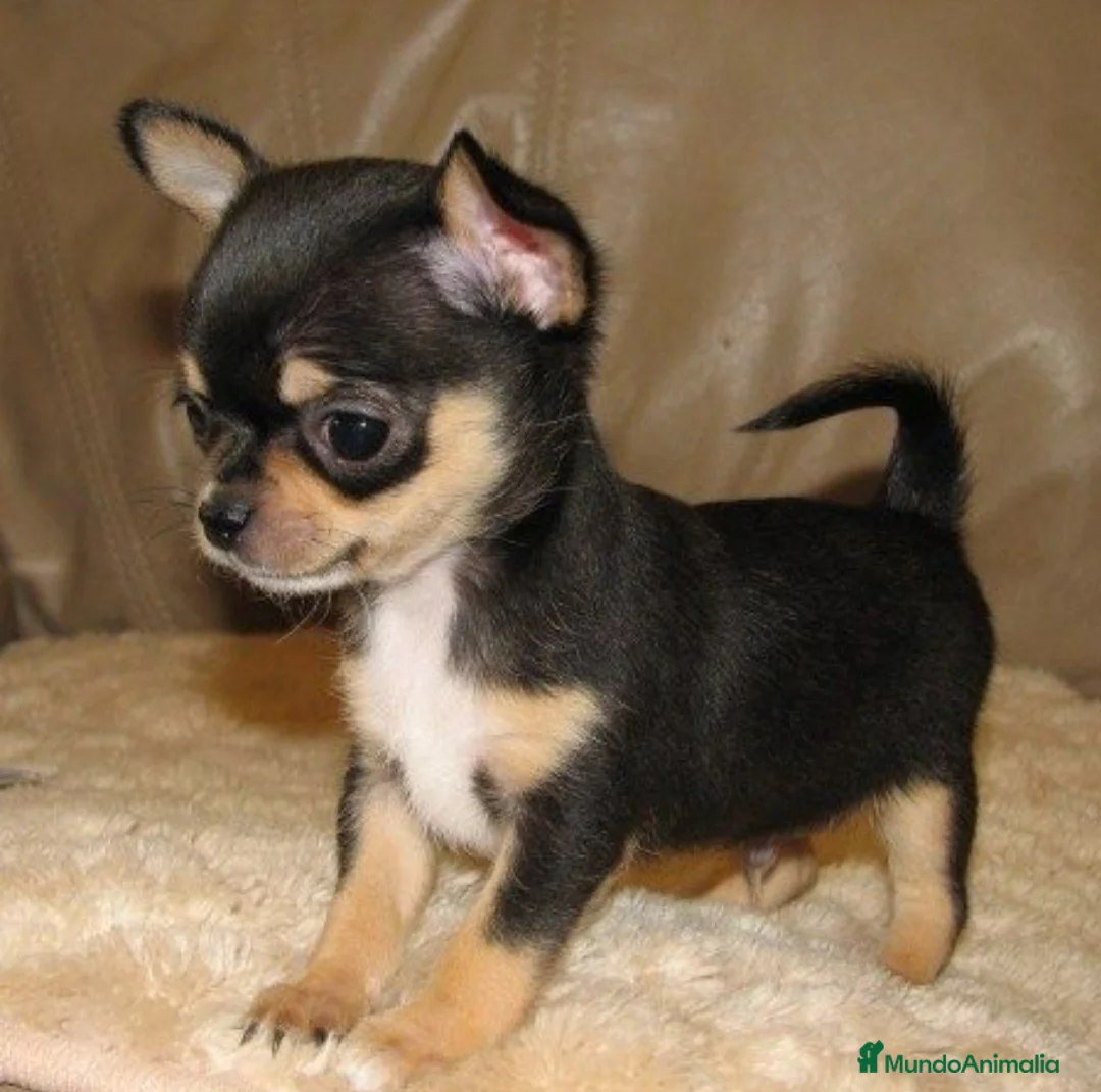 Chihuahua perros en venta: Precioso cachorrito de chihuahua black and tan - Anuncio 1