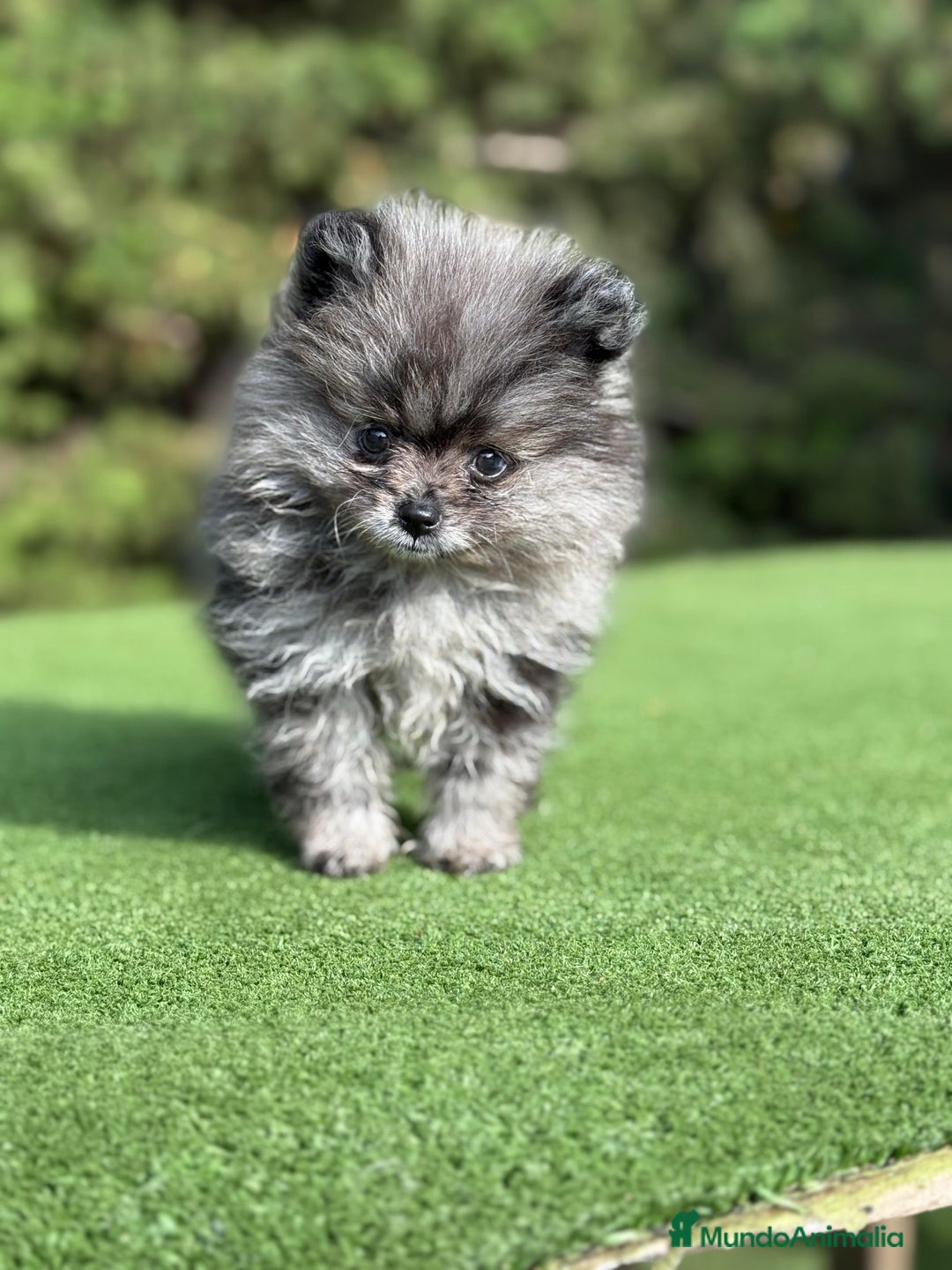 Pomerania perros en venta: Pomerania merle Blue toy Macho  - Imagen 3