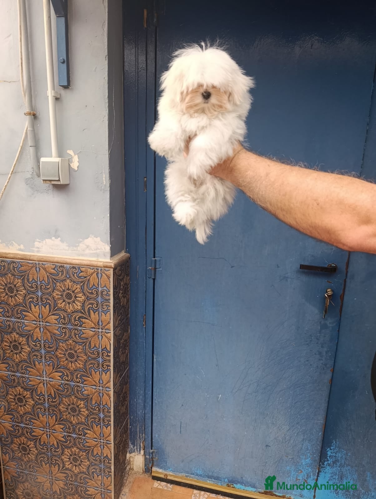 Bichón Maltés perros en venta: ‼️‼️PRECIOSA CAMADA DE BICHÓN MALTES COREANO TOY - Anuncio 1