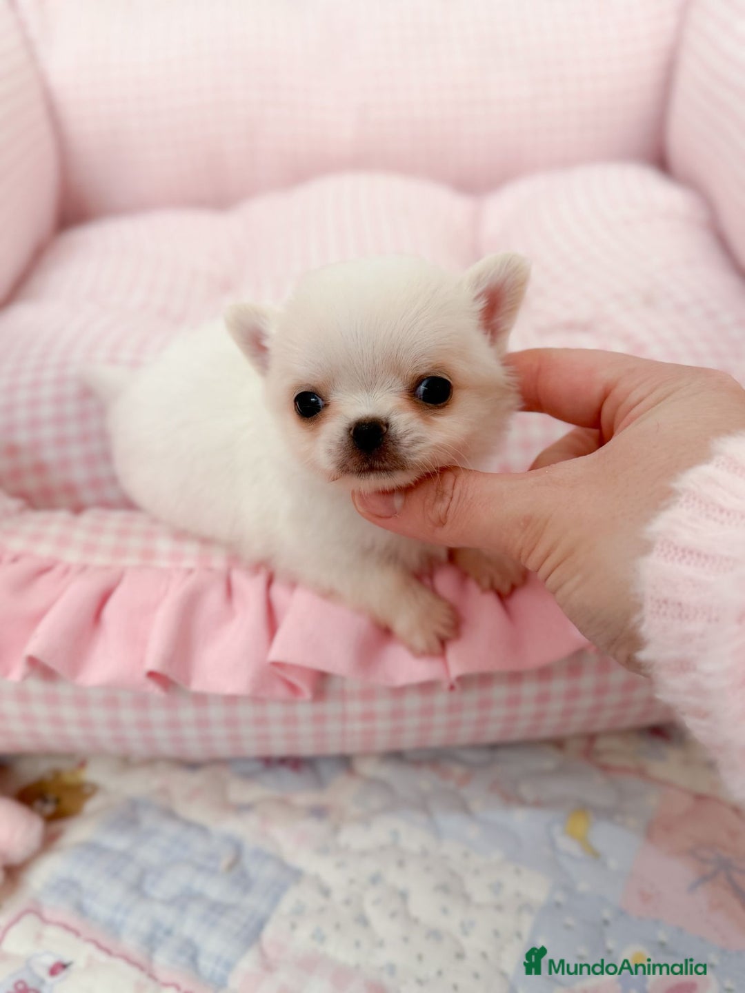 Chihuahua perros en venta: Chihuahua  - Anuncio 7