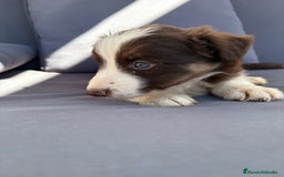 Border Collie perros en venta: Border collie chocolate  - Imagen 26