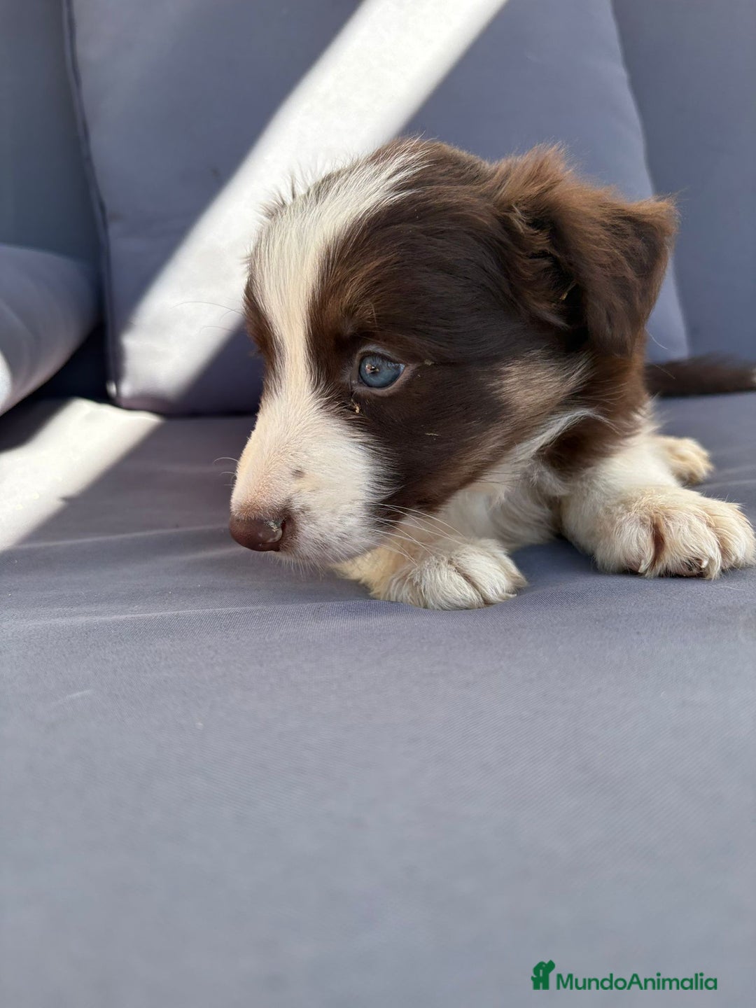 Border Collie perros en venta: Border collie chocolate  - Imagen 26