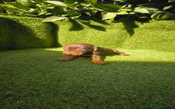 Teckel Miniatura perros en venta: camada teckel canichen muy pequeños  - Imagen 9
