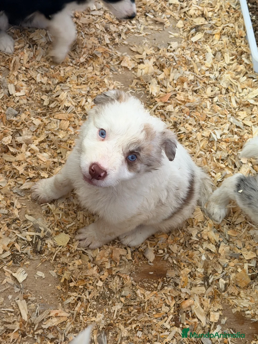 Border Collie perros en venta: Borde collie  - Anuncio 2