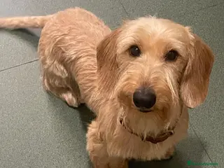 Teckel Miniatura perros Teckel kaninchen pelo duro - Anuncio 1