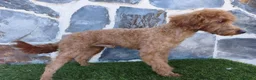 Caniche Enano perros en venta: CANICHE ENANO MACHO ADULTO - Anuncio 4