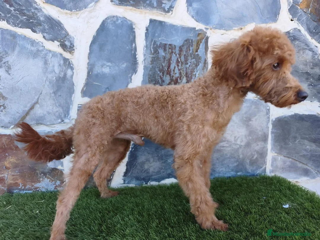 Caniche Enano perros en venta: CANICHE ENANO MACHO ADULTO - Anuncio 4
