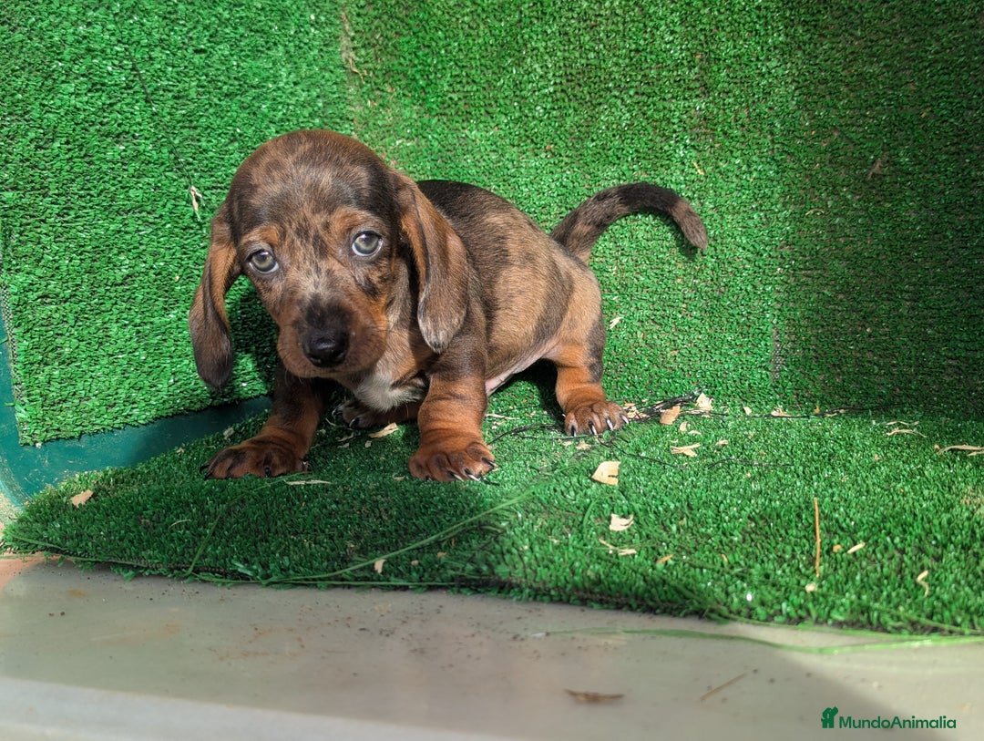 Teckel Miniatura perros en venta: Teckel miniatura - Anuncio 4