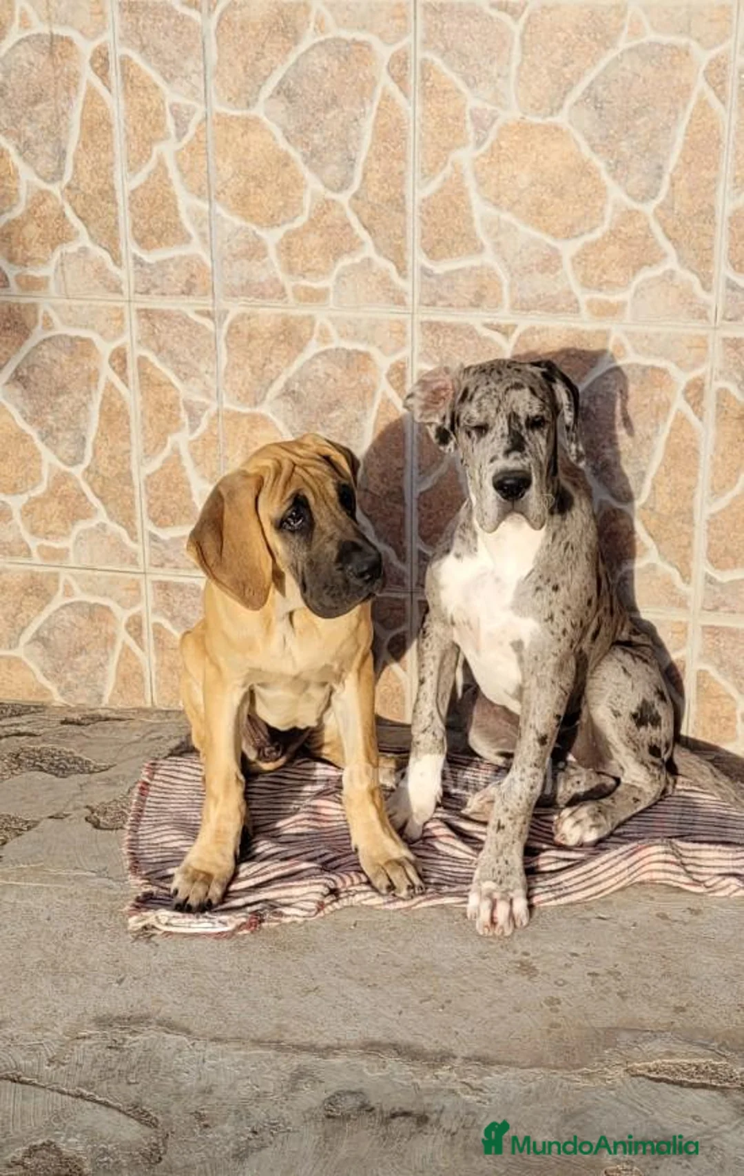 Imagen de galería {{count}}