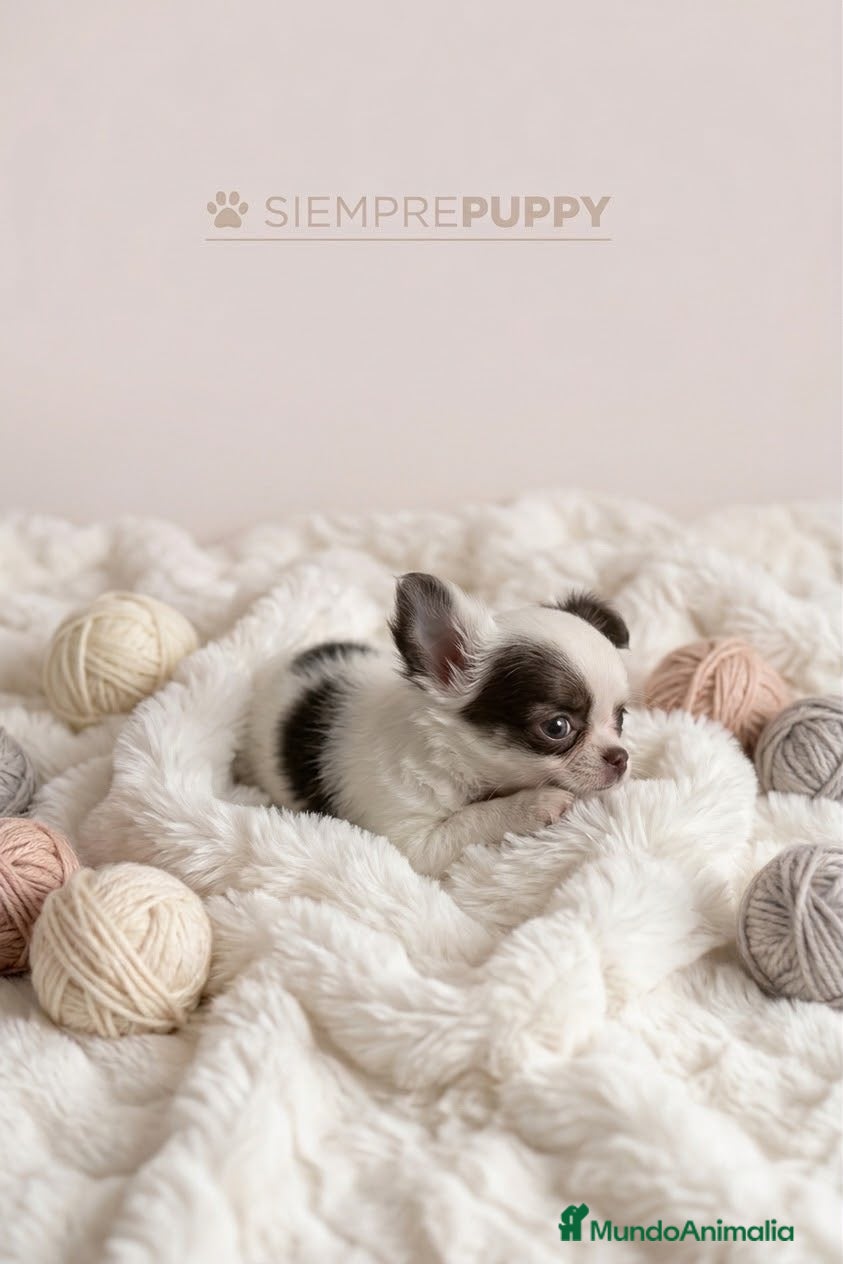 Chihuahua perros CHIHUAHUA MINI TOY PELO LARGO - Anuncio 1