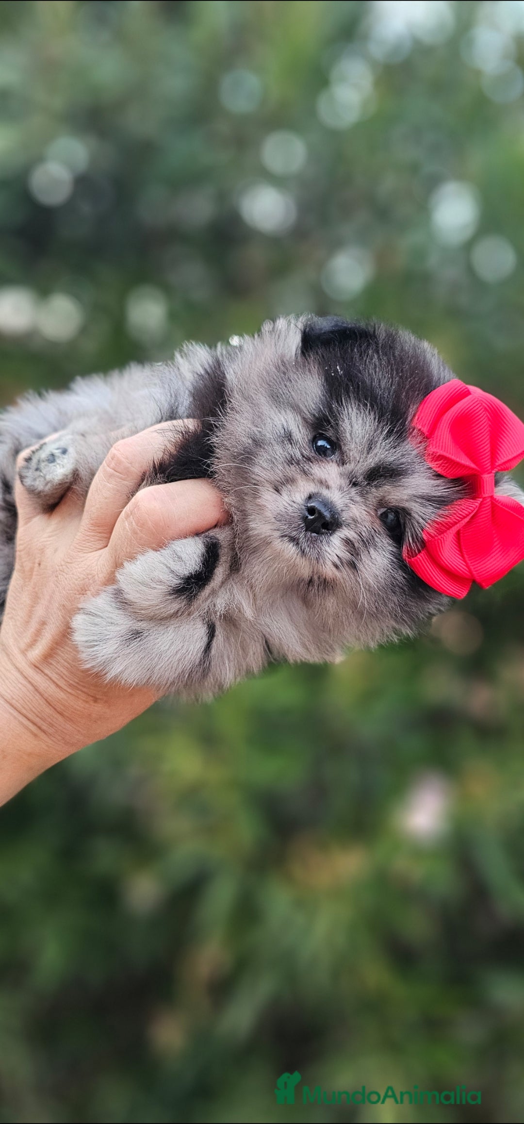 Pomerania perros en venta: Bebés Pomerania exoticos - Imagen 9