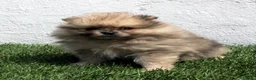 Pomerania perros en venta: Pomerania - Anuncio 3
