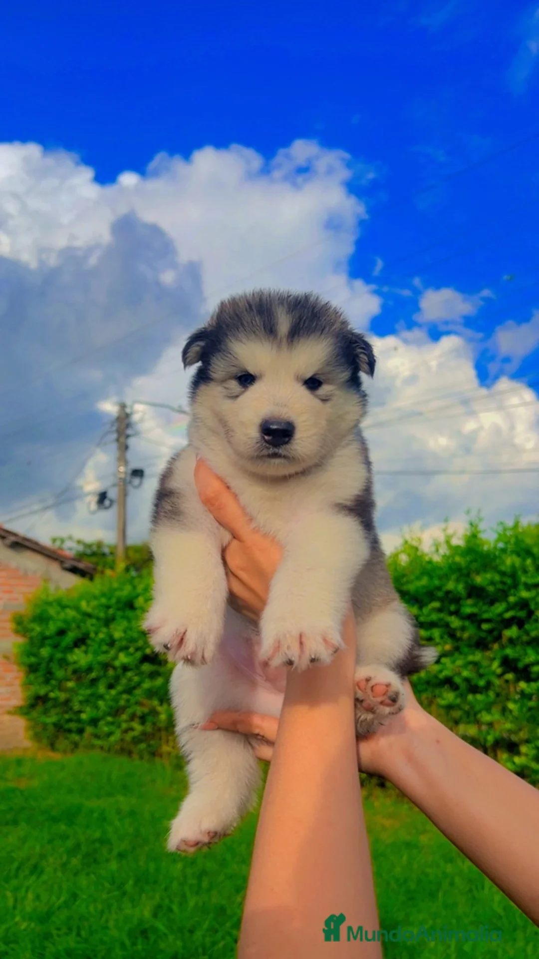 Husky Siberiano perros en venta: HUSKY TODA ESPAÑA  - Anuncio 2