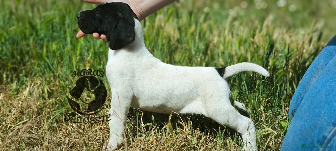 Braco Alemán de Pelo Corto perros en venta: Bracos Alemanes  - Imagen 2