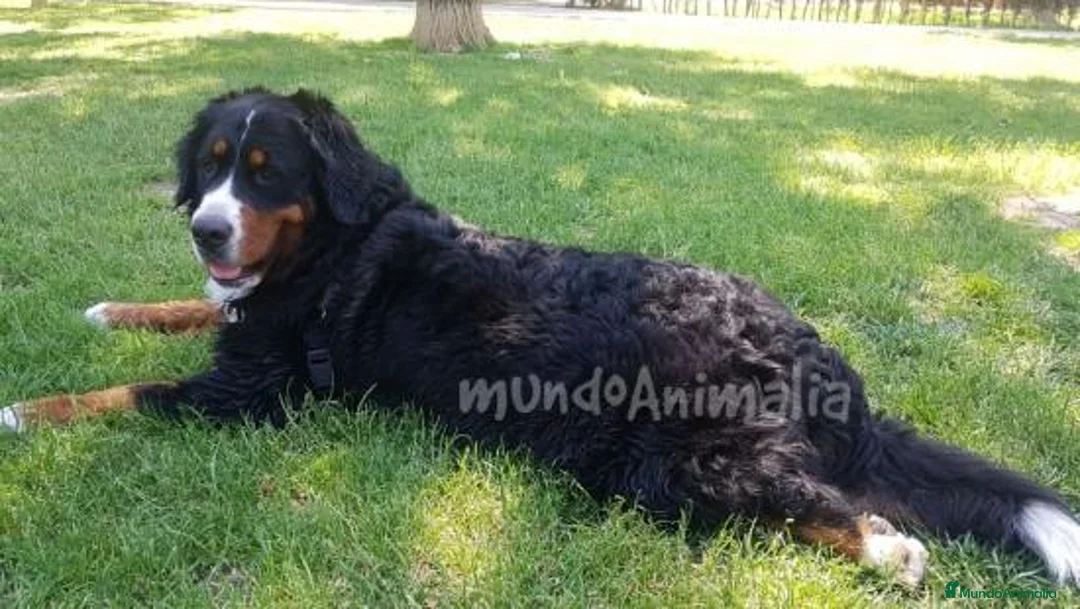 Imagen de galería {{count}}