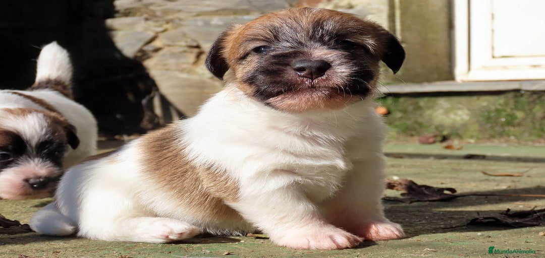 Imagen de galería {{count}}