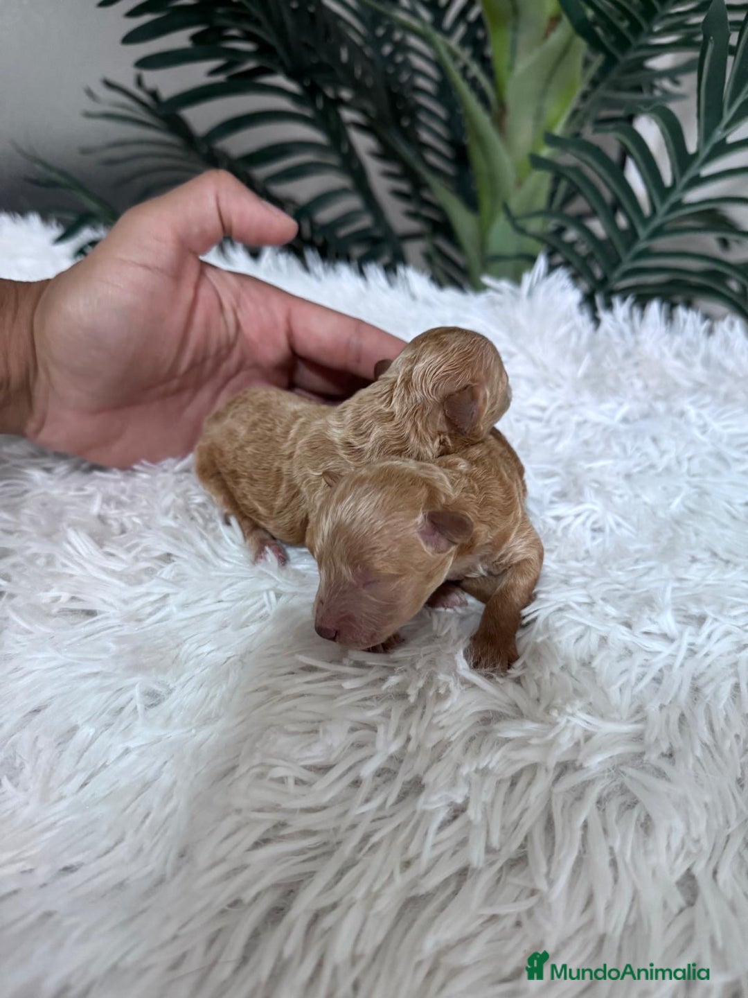 Caniche Toy perros en venta: CANICHE TOY - Imagen 13