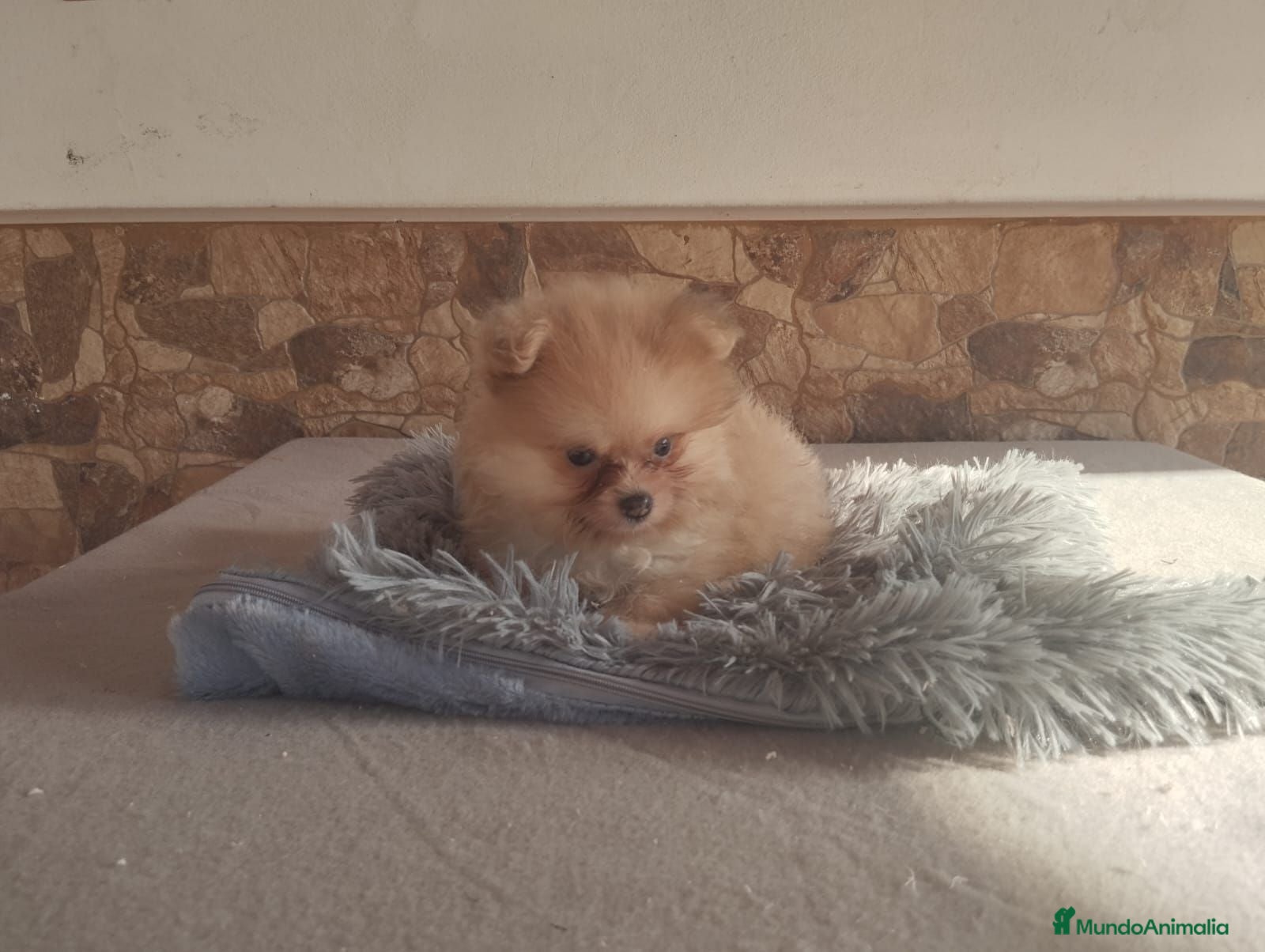 Pomerania perros Pomeranias Toy Toy - Anuncio 1