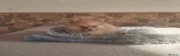 Pomerania perros en venta: Pomeranias Toy Toy - Anuncio 3