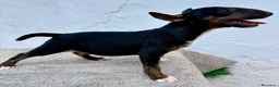 Bull Terrier Miniatura perros en venta: Bull terrier miniatura  - Anuncio 2