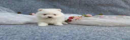 Pomerania perros en venta: PRECIOSO CACHORITO DE POMERANIA TOY  - Anuncio 13
