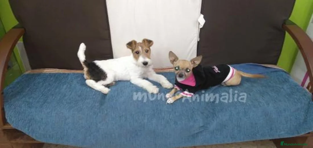 Imagen de galería {{count}}