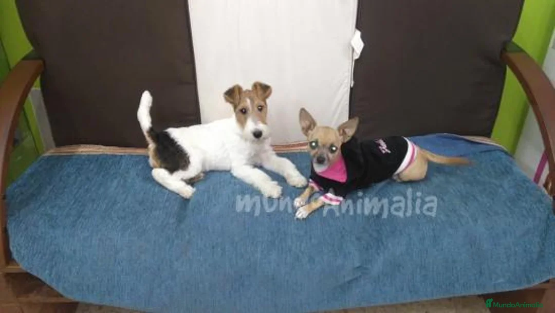 Imagen de galería {{count}}