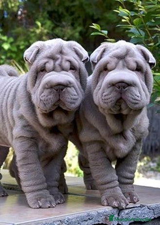 Shar Pei perros en Málaga - Anuncio 17