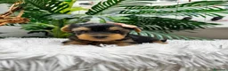 Yorkshire Terrier perros en venta: YORKSHIRE TERRIER HEMBRAS - Anuncio 17