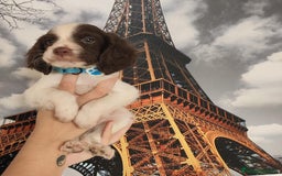 Épagneul Breton perros en venta: SPANIEL BRETÓN, CACHORROS DISPONIBLES  - Imagen 2