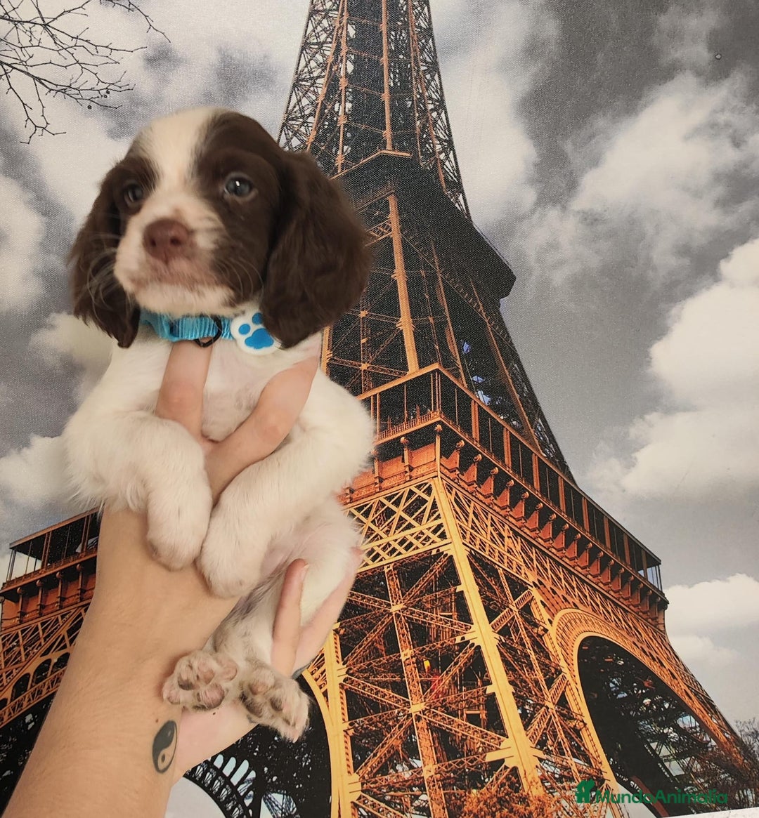 Épagneul Breton perros en venta: SPANIEL BRETÓN, CACHORROS DISPONIBLES  - Imagen 2