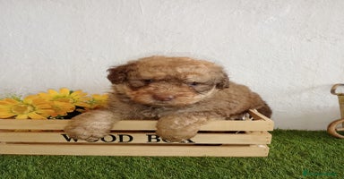 Perro de Agua Español perros Perro de agua  - Anuncio 4