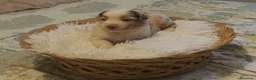 Pastor Australiano perros en venta: Excelente camada de Pastor Australiano  - Anuncio 12