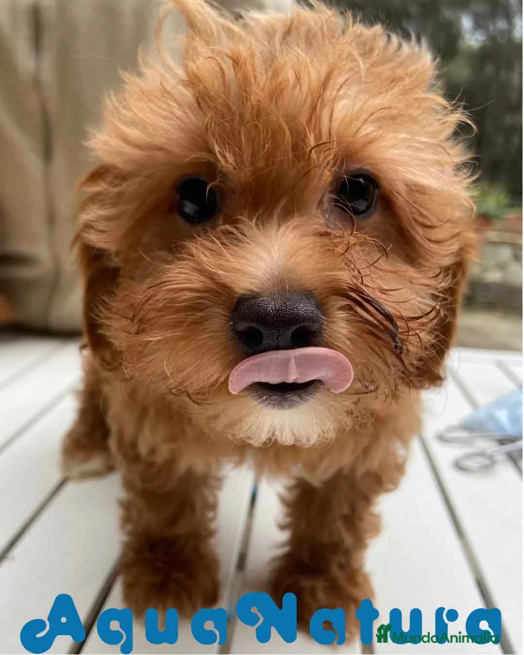 Havapoo perros en venta:  Havapoo Hembra de Hada y Can 1903 AQUANATURA - Anuncio 5