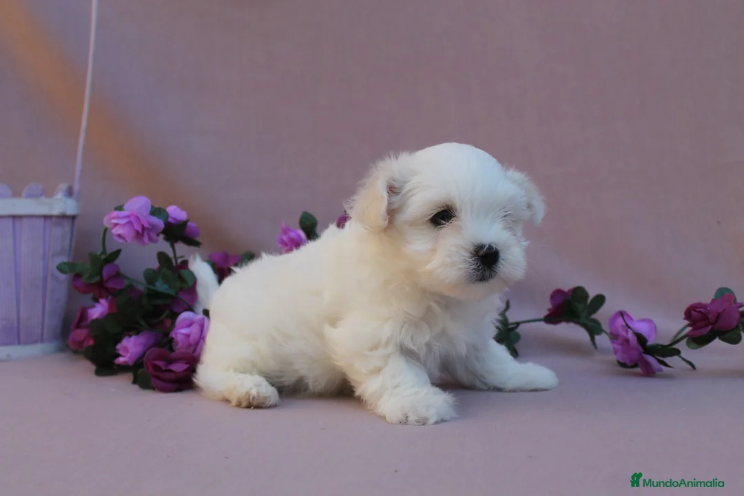 Bichón Maltés perros en venta: PRECIOSOS BICHON MALTES  LINEA TOY   - Anuncio 23