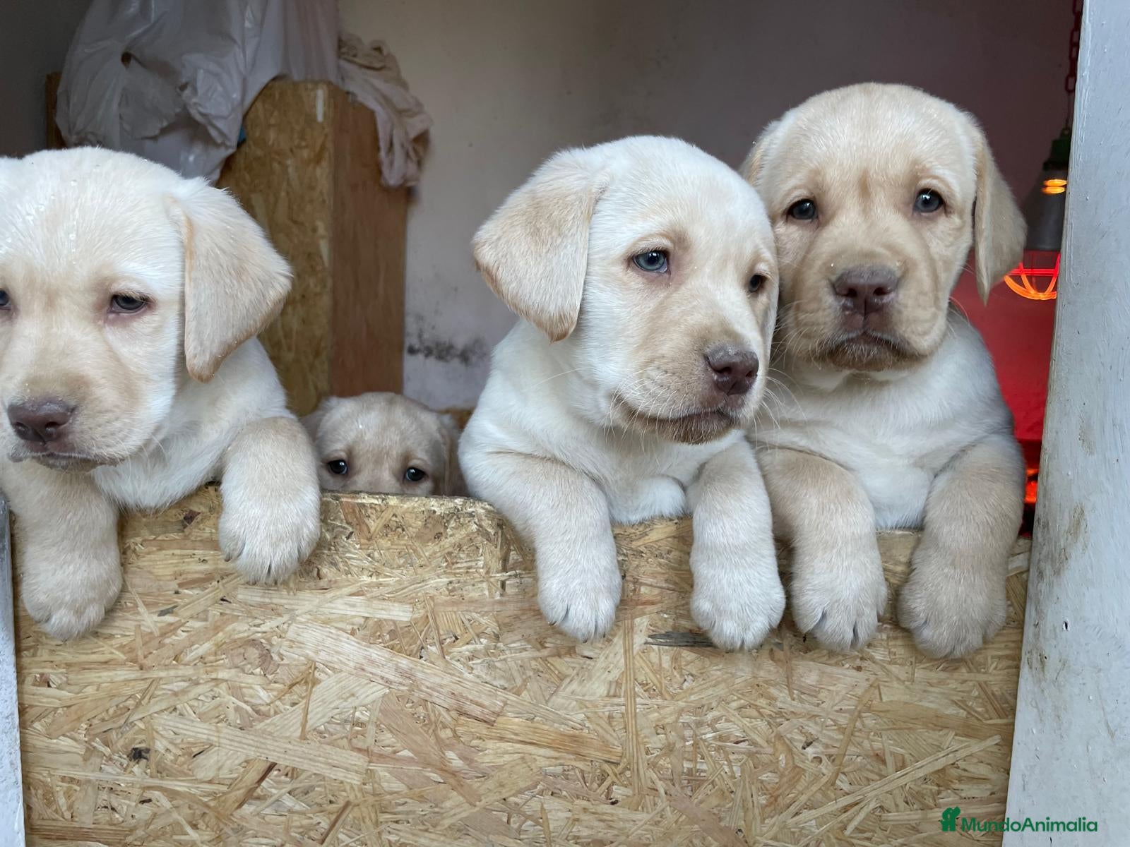 Labrador Retriever perros Cachorro labrador - Anuncio 2
