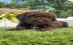 Perro de Agua Español perros en venta: PERRO DE AGUA ESPAÑOL MACHO CHOCOLATE - Imagen 27