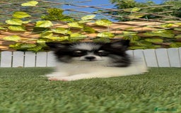 Pomerania perros en venta: POMERANIA MACHO ENVIOS A TODA ESPAÑA - Imagen 9