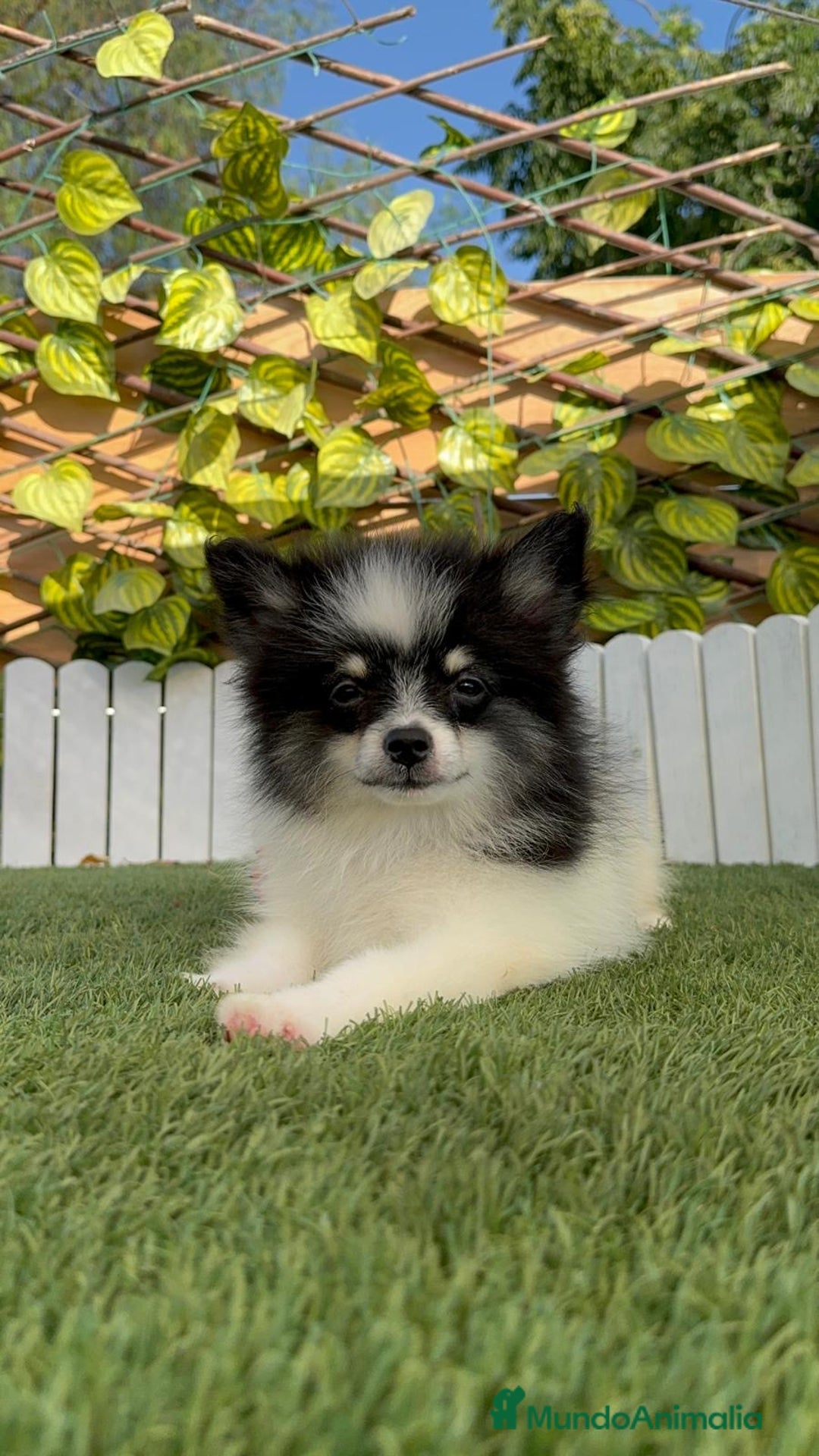 Pomerania perros en venta: POMERANIA MACHO ENVIOS A TODA ESPAÑA - Imagen 9