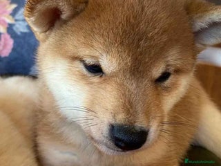 Shiba Inu perros en Barcelona - Anuncio 37